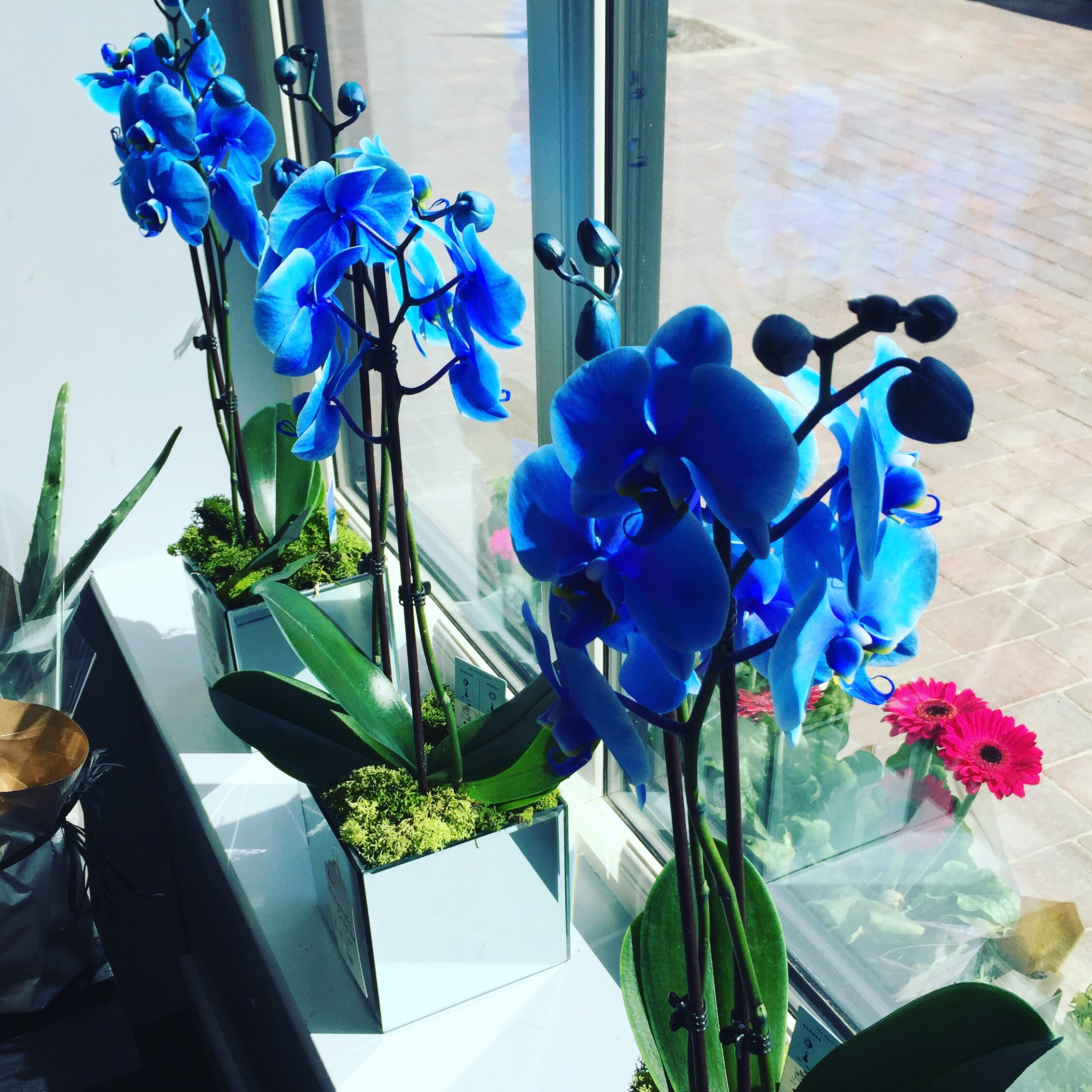 Орхидея фаленопсис голубая. Фаленопсис Блю. Фаленопсис Роял Блю. Фаленопсис Роял Блю 2. Синяя орхидея в горшке